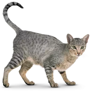 VetGroom Hypoallergenic Conditioner