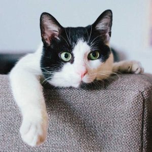 VetShield Wound Healing Ointment