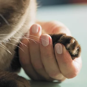 CanineAir Travel Carrier