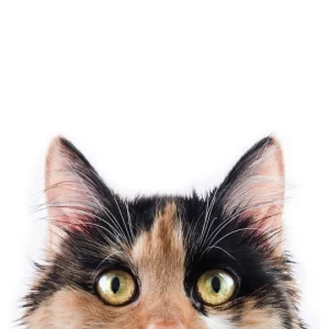 AquaVet Pond Algae Remover